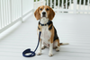 Waterproof PVC Dog Leashes