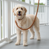 Wag + Tail brown rope dog leash flat lay showing twisted rope construction and hardware