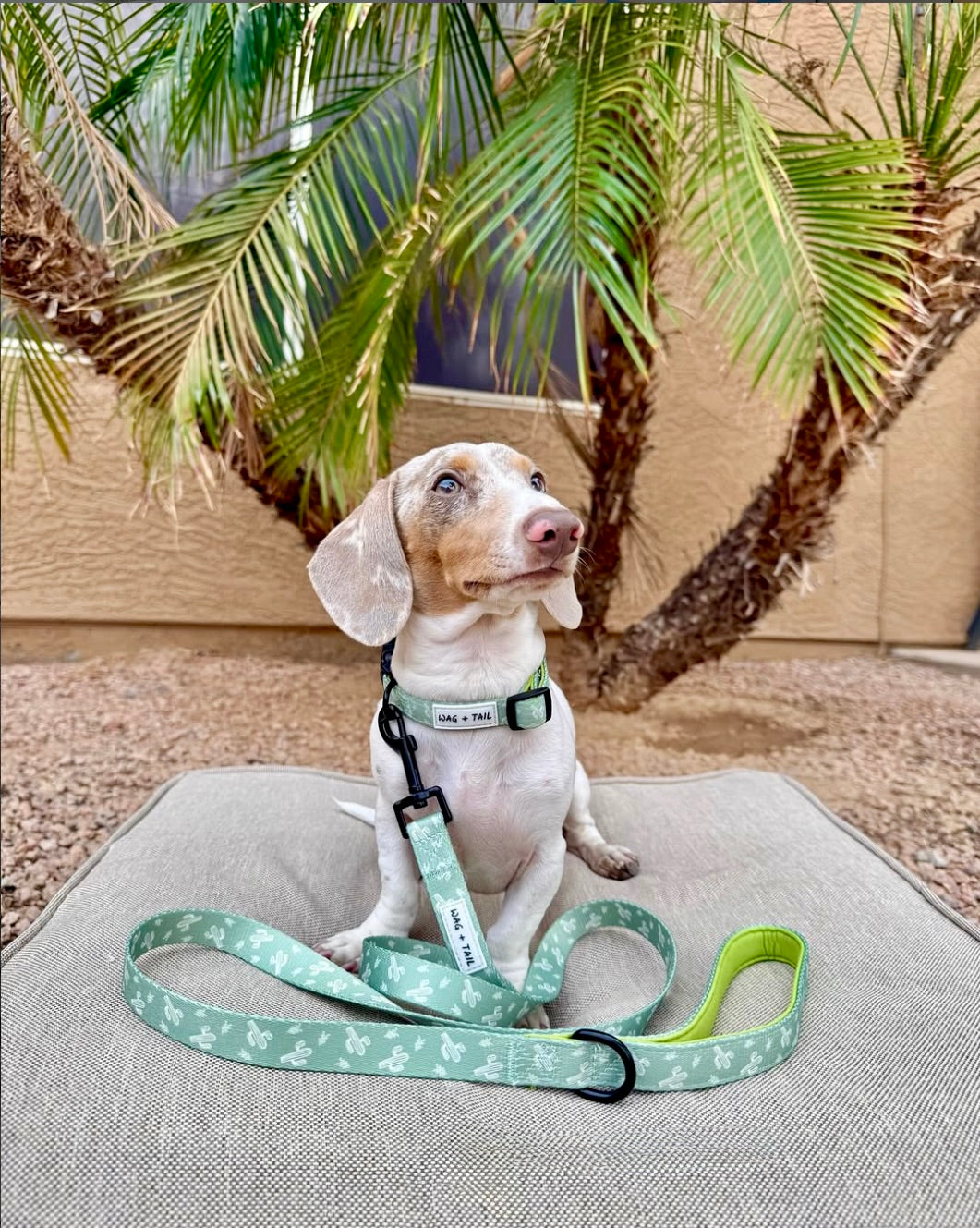 Dog wearing ModSoles dog accessories