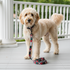 Wag + Tail Pawsitively Festive dog leash showing festive seasonal pattern and clip hardware