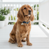 Wag + Tail Sapphire Waterproof PVC dog collar on white background showing clasp and material