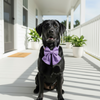 Luxe Dog Bow Tie Collar